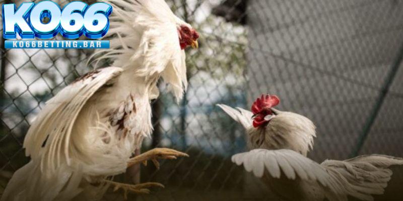 Hướng dẫn cách tham gia đặt cược đá gà cựa dao online