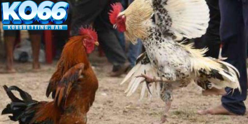 Mẹo hay chơi game đá gà cựa dao dễ thắng cược tại Ko66