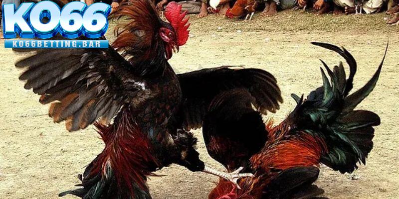 Các cửa cược và tỷ lệ trả thưởng trong đá gà cựa sắt tại Ko66
