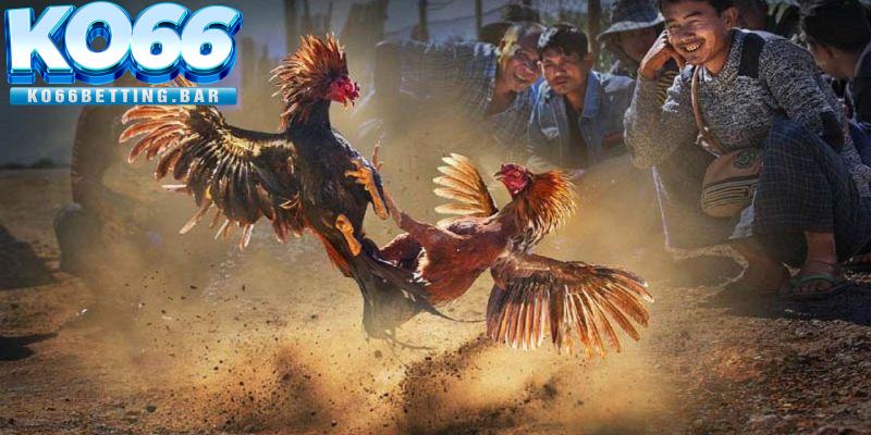 Sơ lược về đá gà cựa sắt Ko66