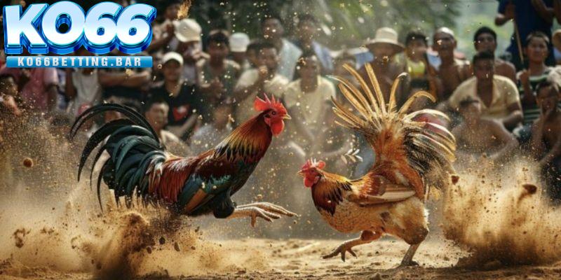 Những điều cần lưu ý khi cá cược đá gà KO66