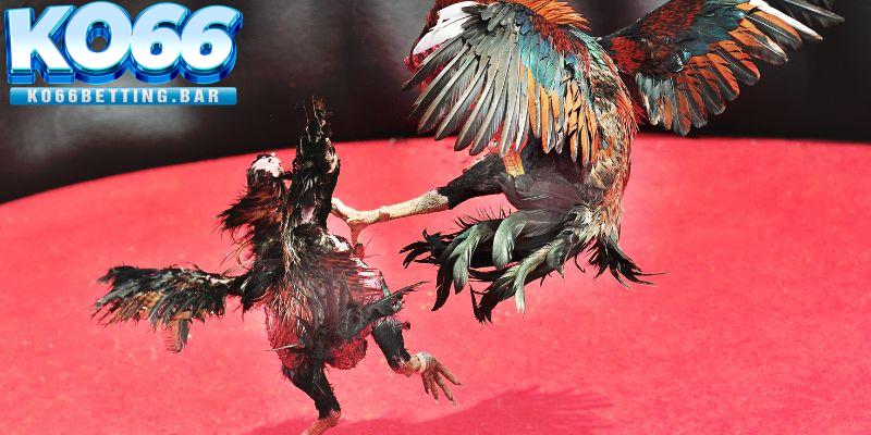 Đá Gà KO66 - Sân Chơi Đẳng Cấp Nhất Thị Trường Châu Á